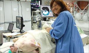 Kibbutz Lahav C.R.O. - forskningsinstitut med speciale i grise